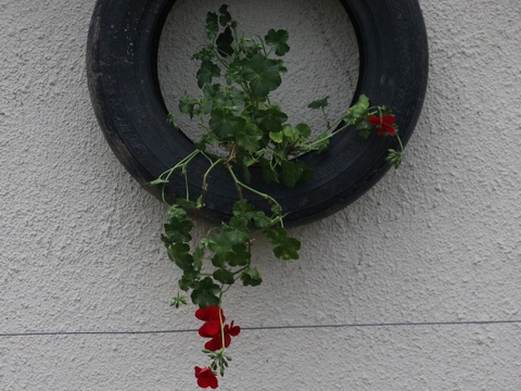 18.	Sardinheira (Pelargonium spp.)
Data da fotografia: 29/03/2018
Utilidade/ função na horta: Apresenta uma folhagem aromática, com perfume canforado, mentolado, anisado. Propriedades repelentes de várias pragas.